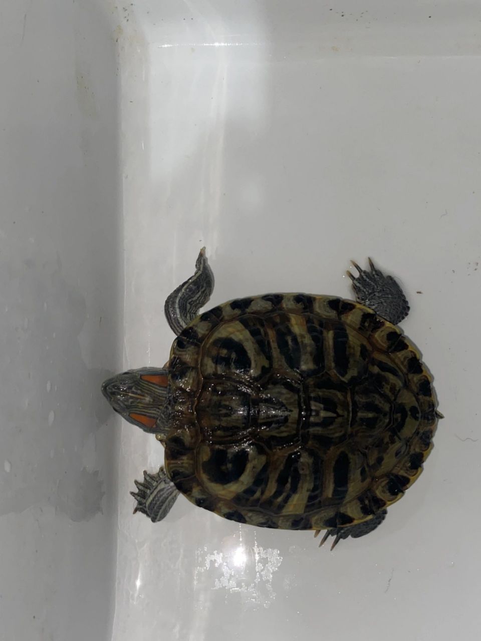 如何分辨乌龟年龄 有没有养龟大神能分辨我家的乌龟是公是母,年龄大概