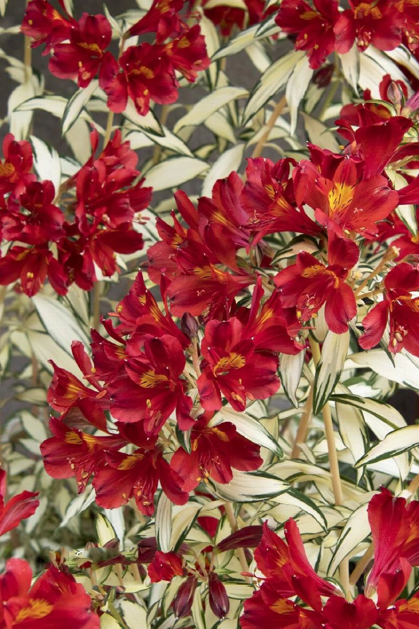 植物快乐屋——花叶六出花"摇滚乐" 六初花原产地于南美洲的智利,秘鲁