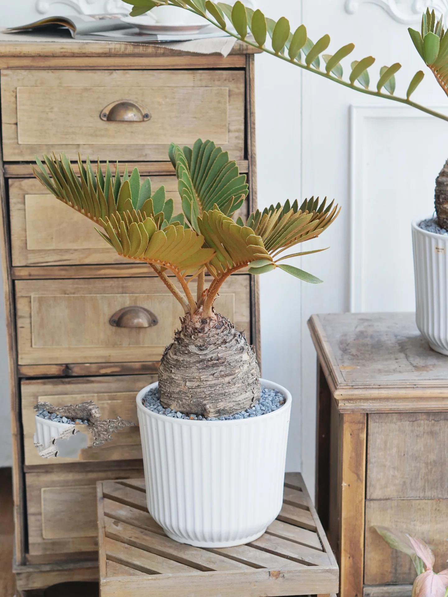 墨西哥铁树| 男友力max 植物简介💌 墨西哥铁,学名鳞秕(bi)泽米铁.