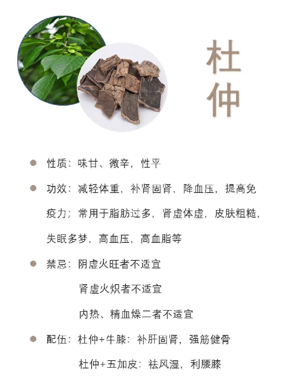 每天认识一味中草药丨杜仲 99相信宝宝们都听过:"腰杆痛,吃杜仲".