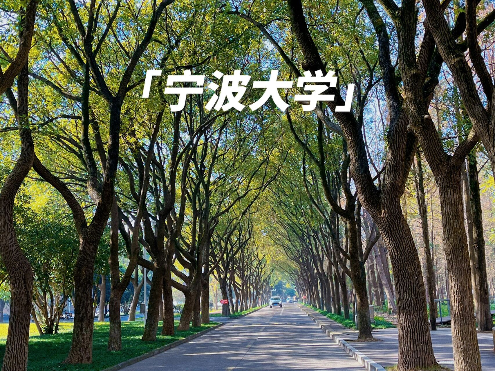 宁波大学 不得不说 宁大的天使之路真的绝美