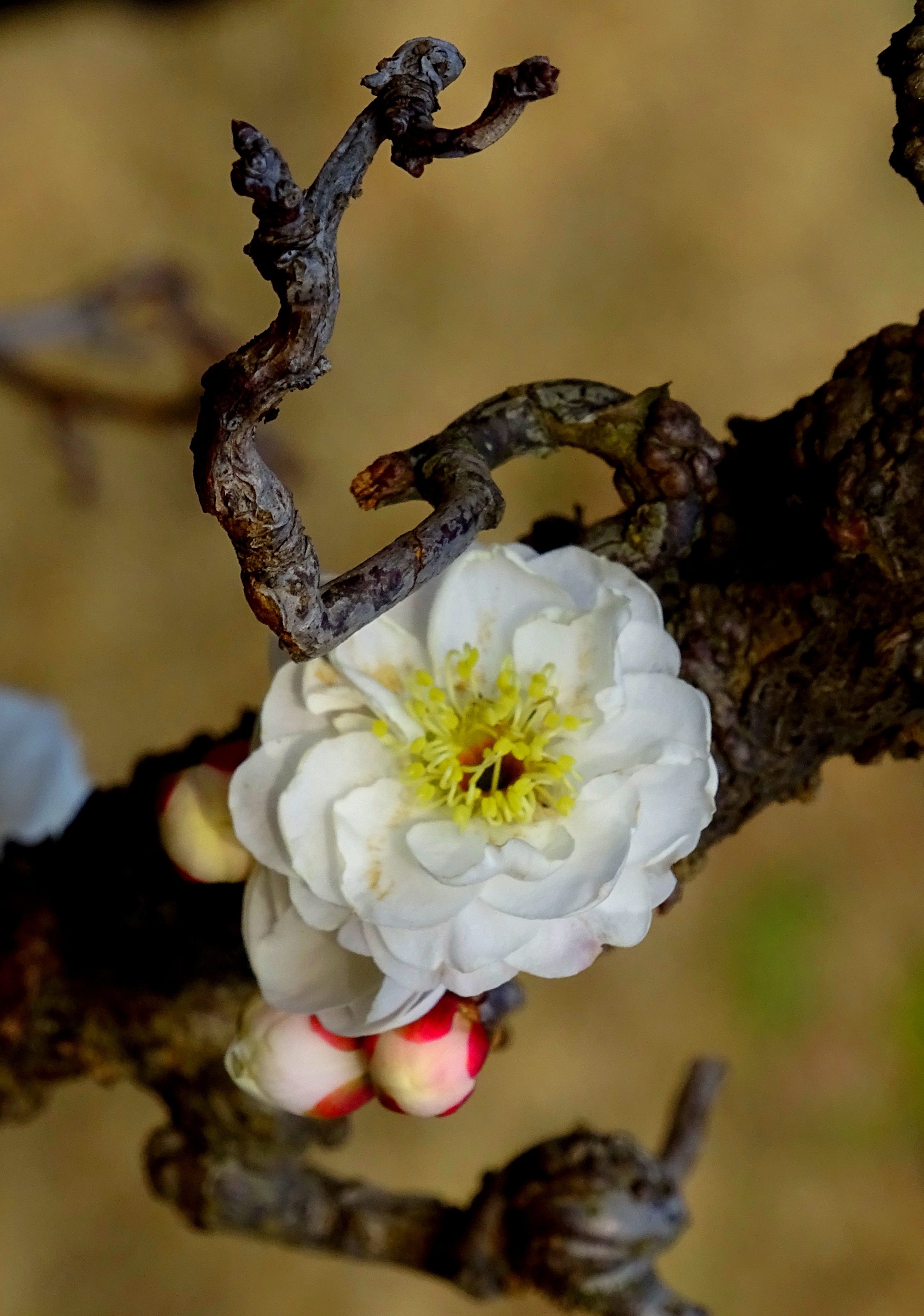 龙游梅花图片欣赏图片