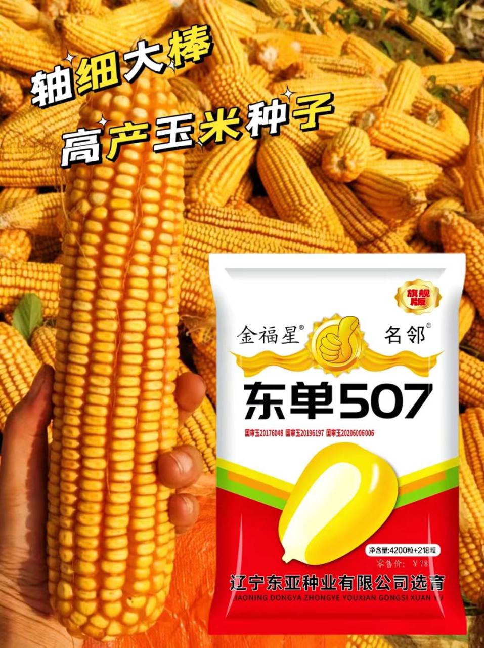 东单509玉米品种图片