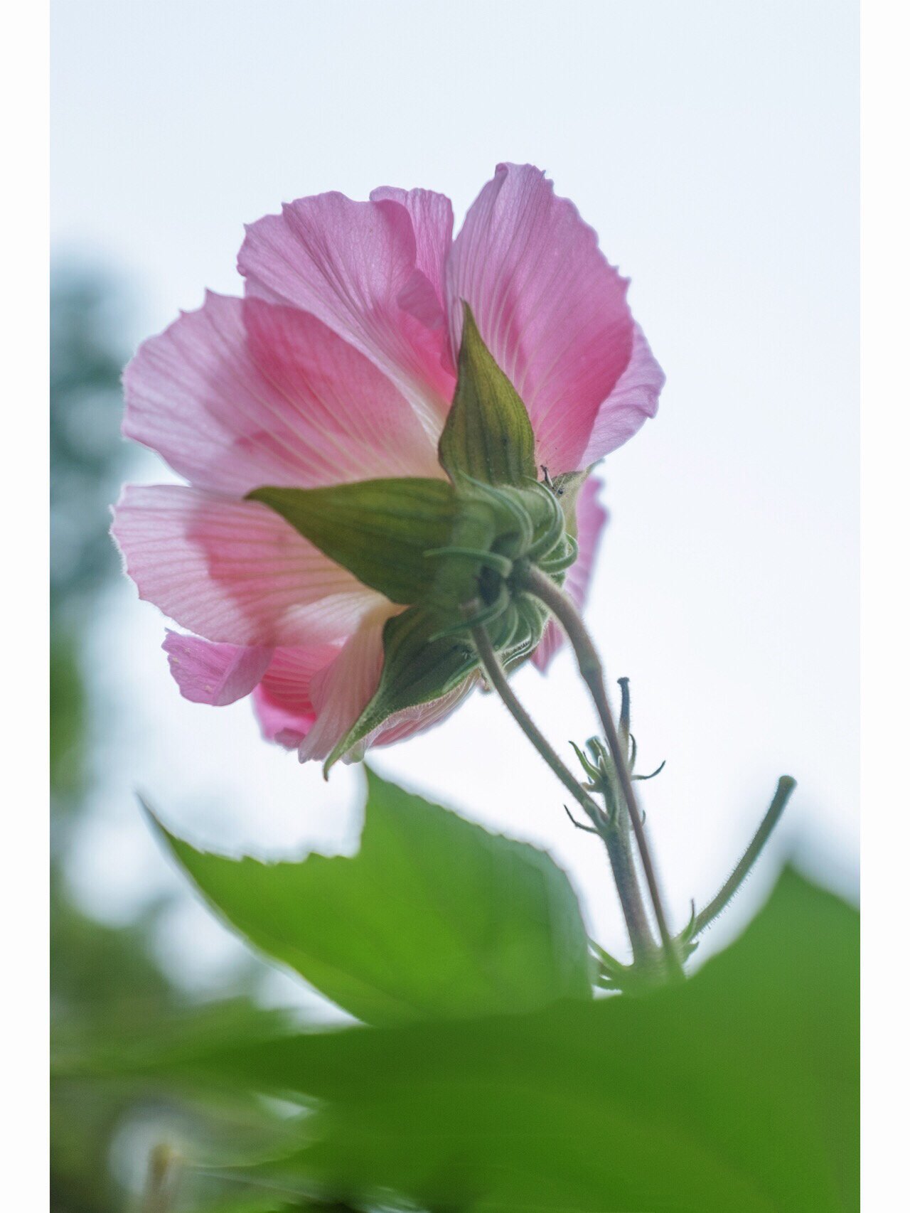 拒霜花花语图片