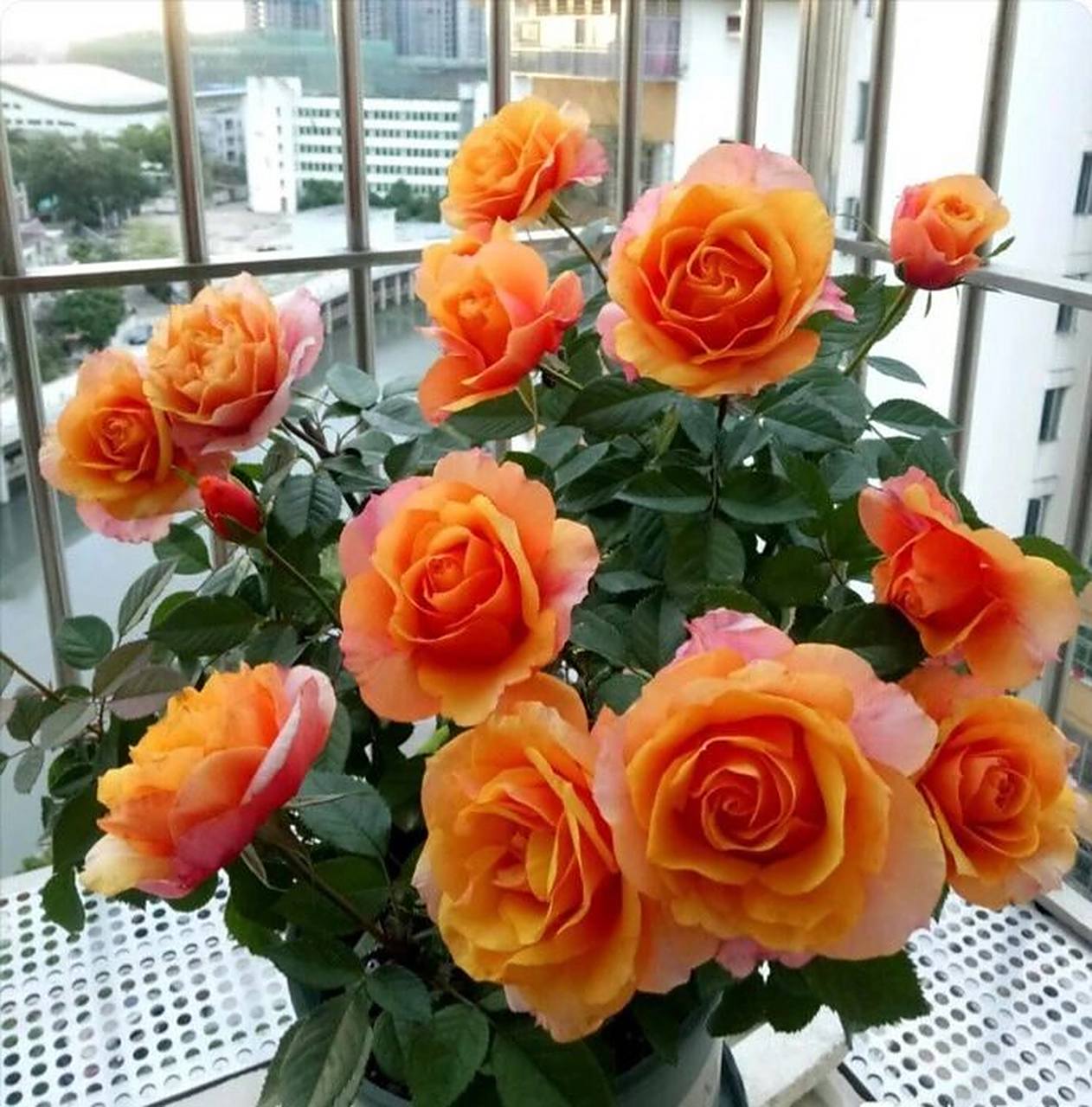 阳台养月季,品种篇之～大花微月艾帕索          艾帕索是一款花径