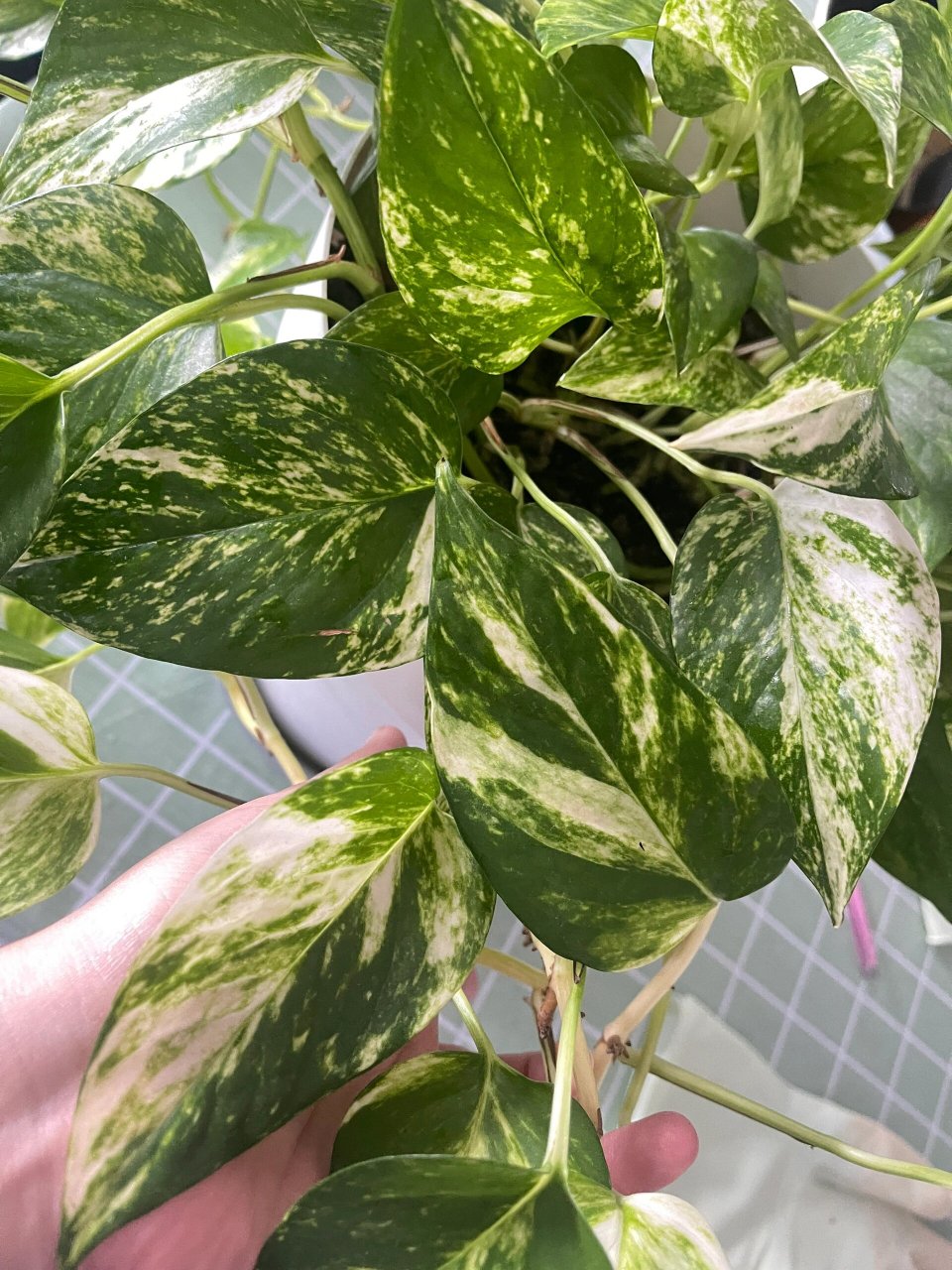 绿萝-黄金葛-没事喜欢喝两口的植物98 擦完啤酒后叶片果然变亮了我