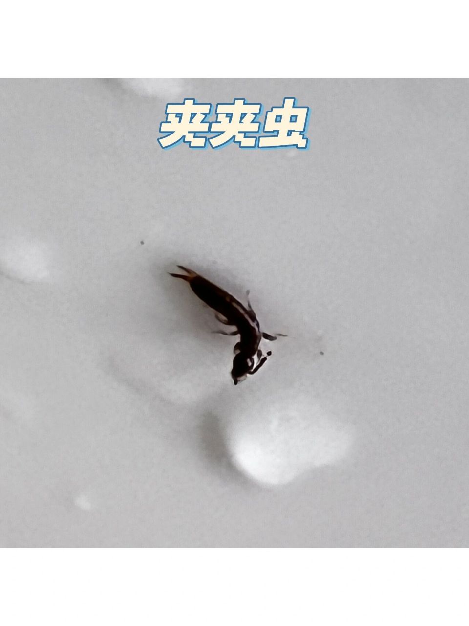厨房里常见的虫子 长得有点像"隐翅虫"!给我吓一跳! 还好不是!