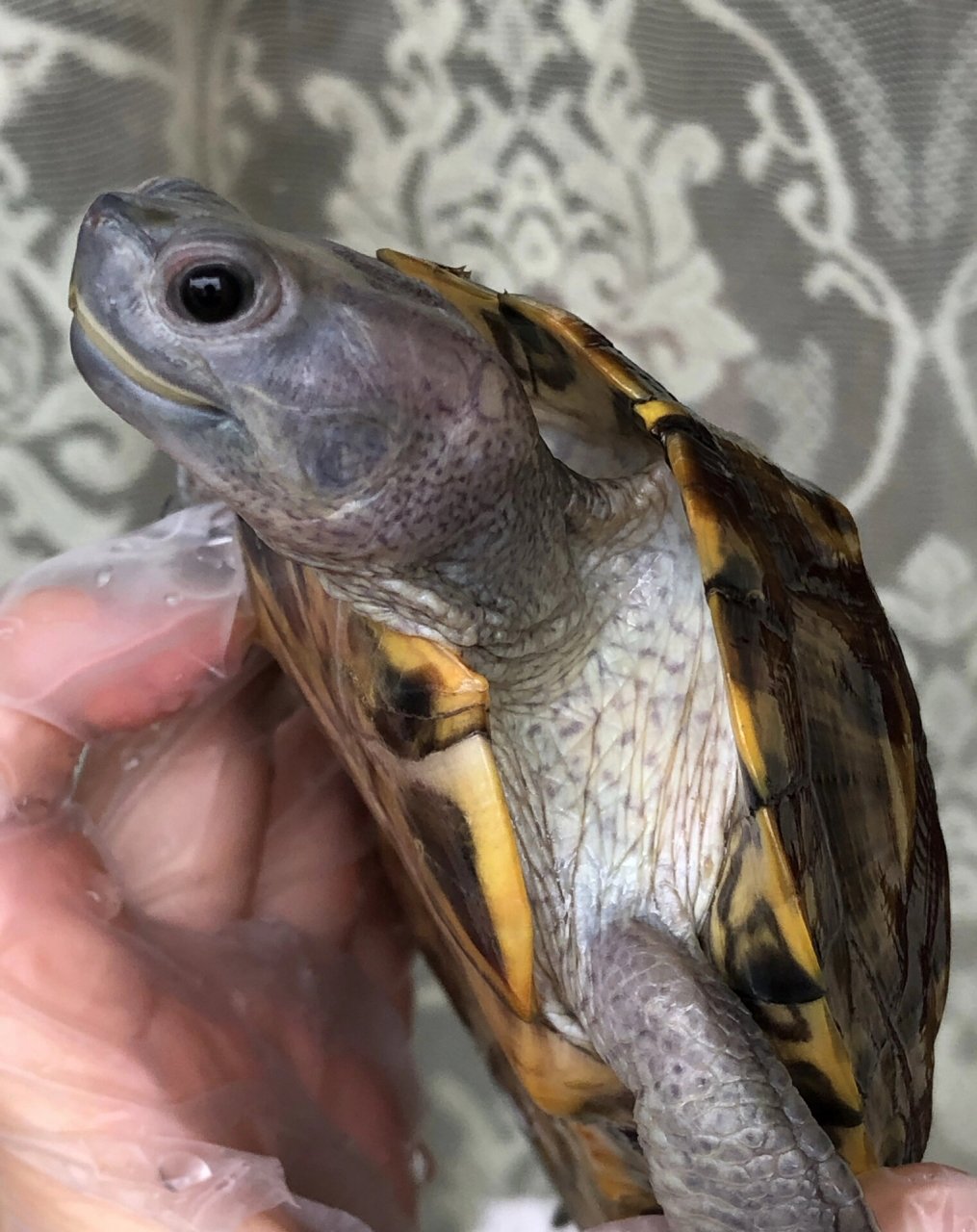 极品双魔眼黑巴西龟粗鞭公751525cm 懂货的来 特色背甲,品相如图