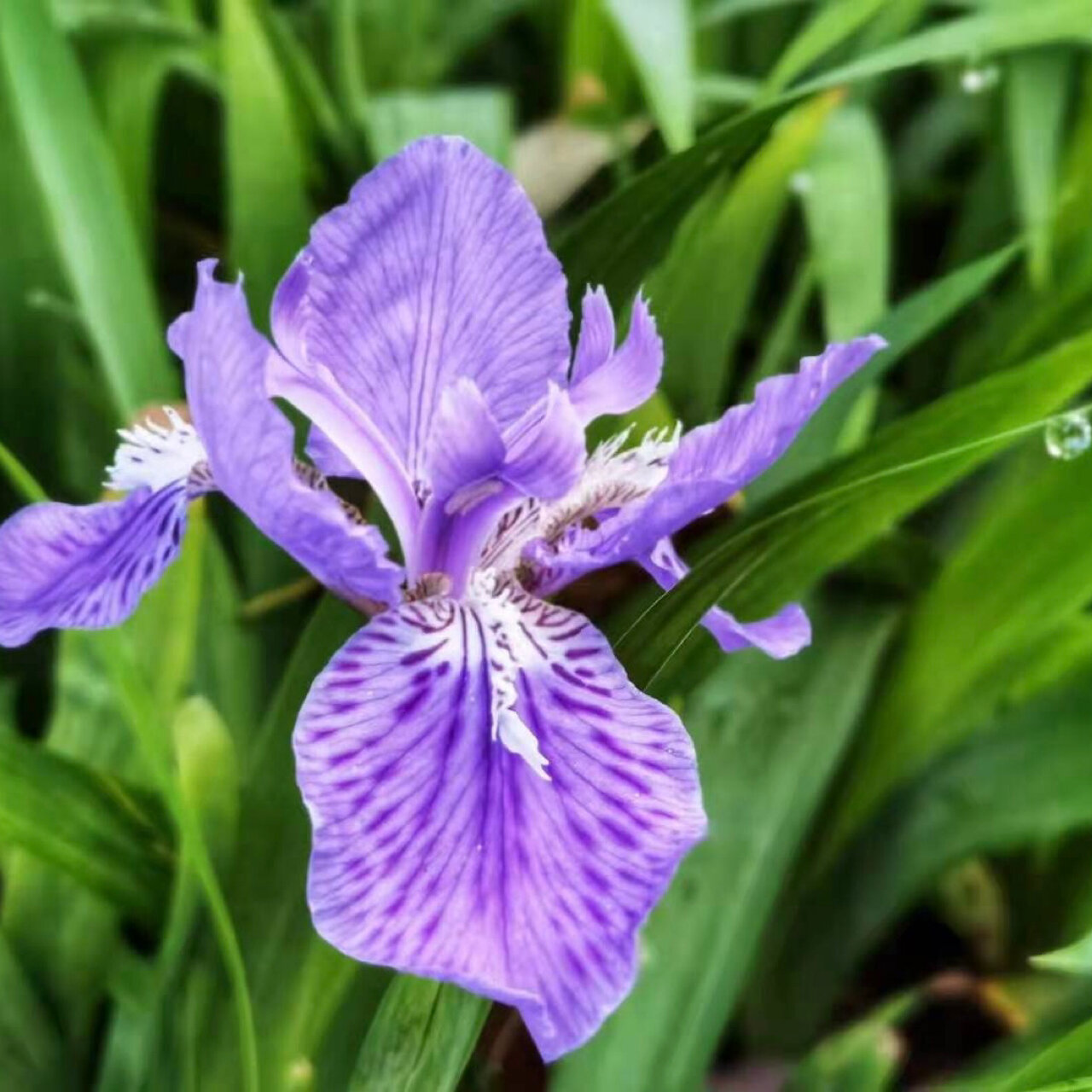 每日一花