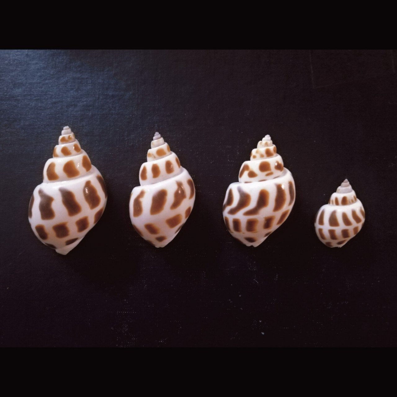 海鲜市场贝类记—蛾螺科(1) 学名:babylonia areolata ( link,1807 )