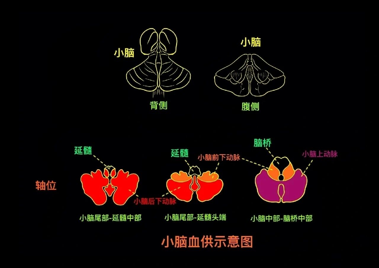 小脑蚓部血供图片