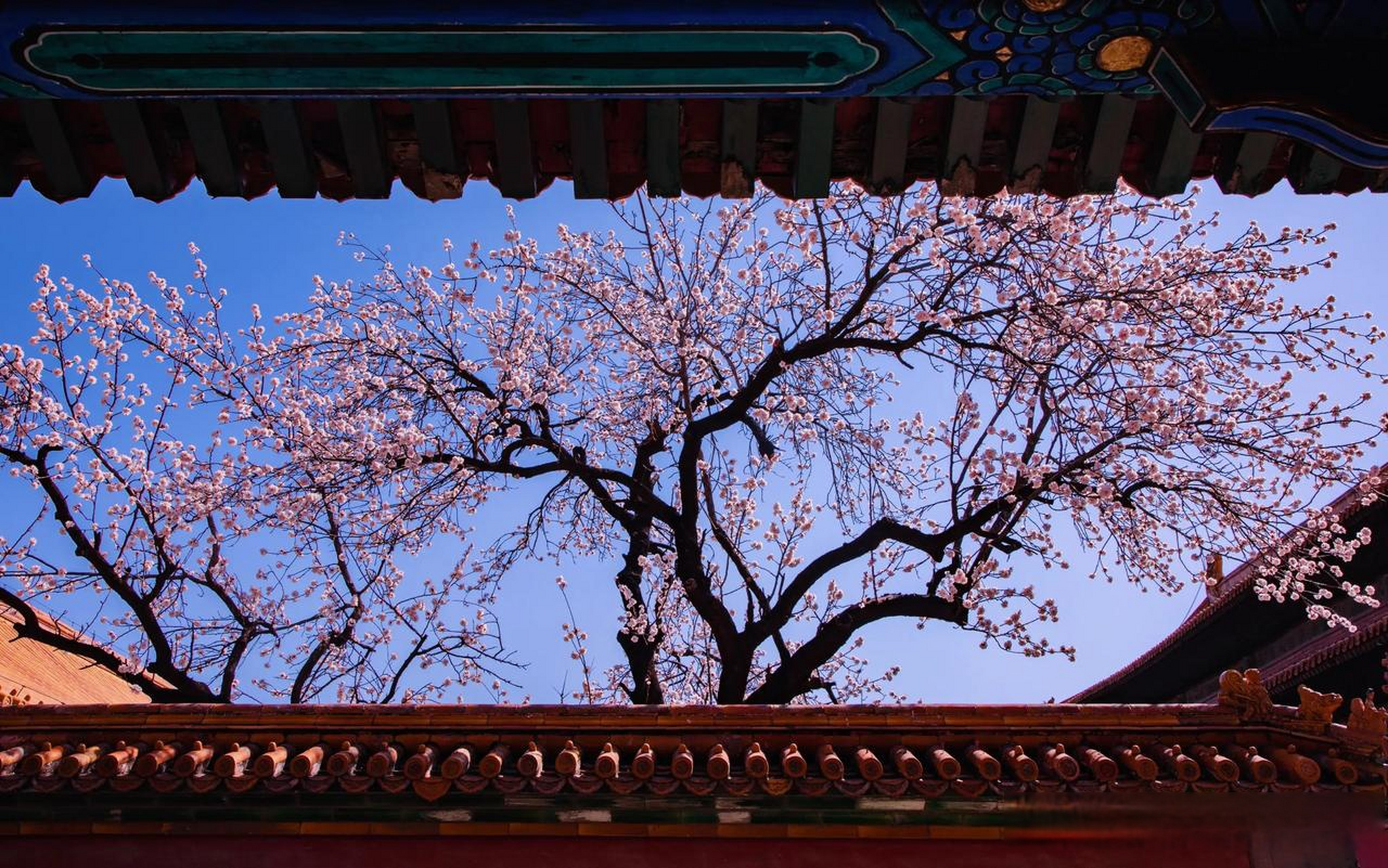 北京头条 拍摄了一年四季的故宫杏花树,每个季节都有不同的风景.