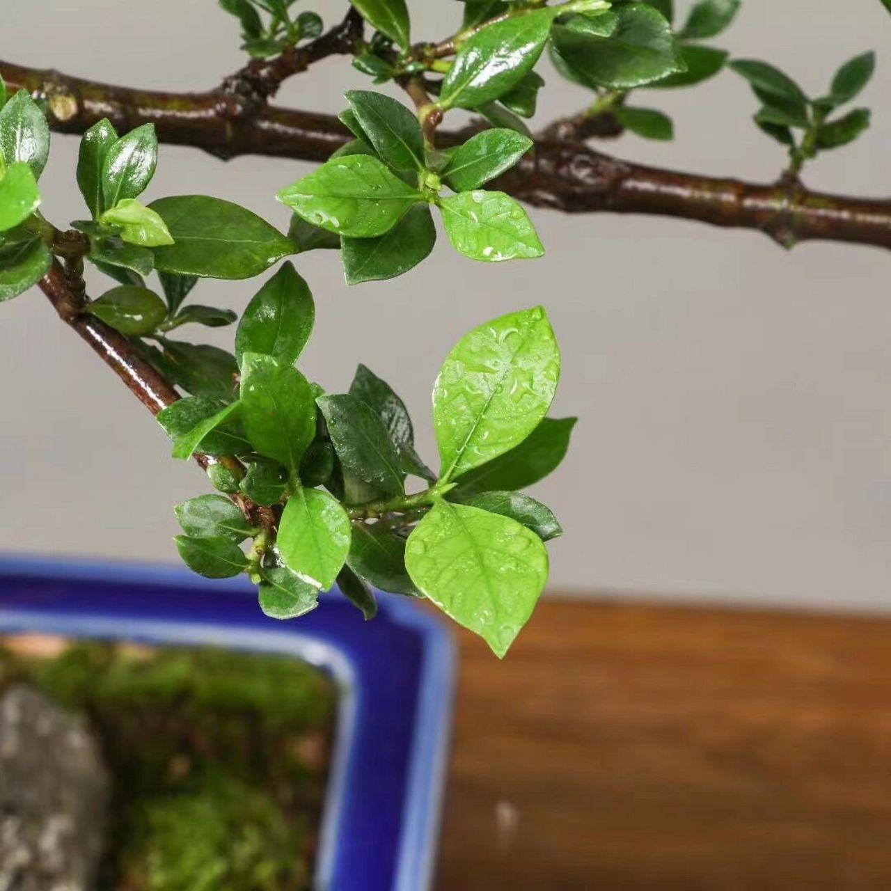 老桩栀子花盆景,美如画欢迎观赏! 老桩栀子花盆景,美如画欢迎观赏!