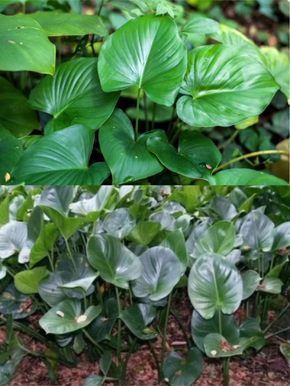 每天认识一种中草药【千年健】73 92【别名】一包针,千年见,千颗