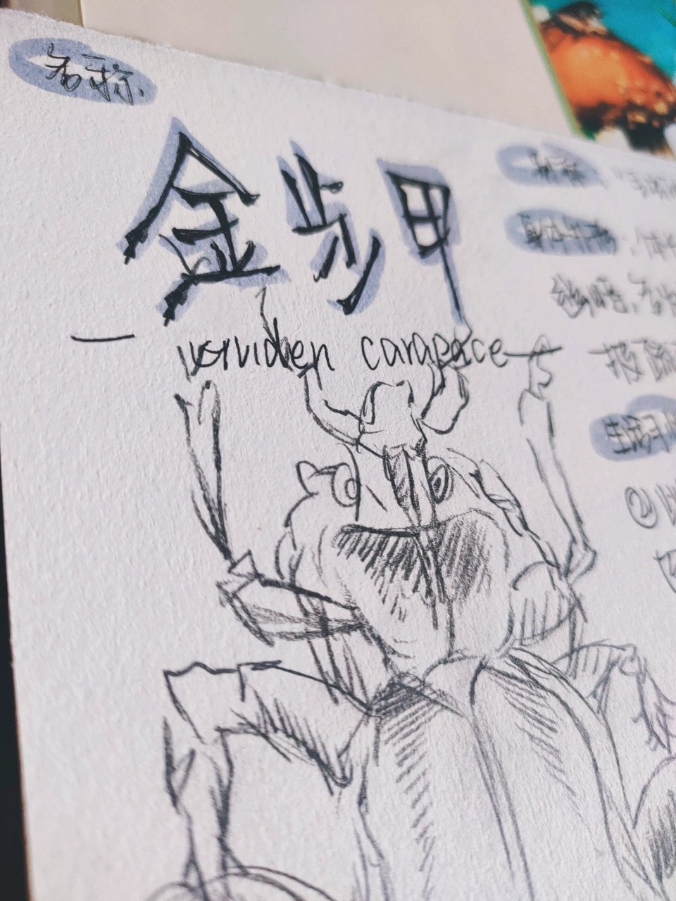 《昆虫记》--金步甲 原作