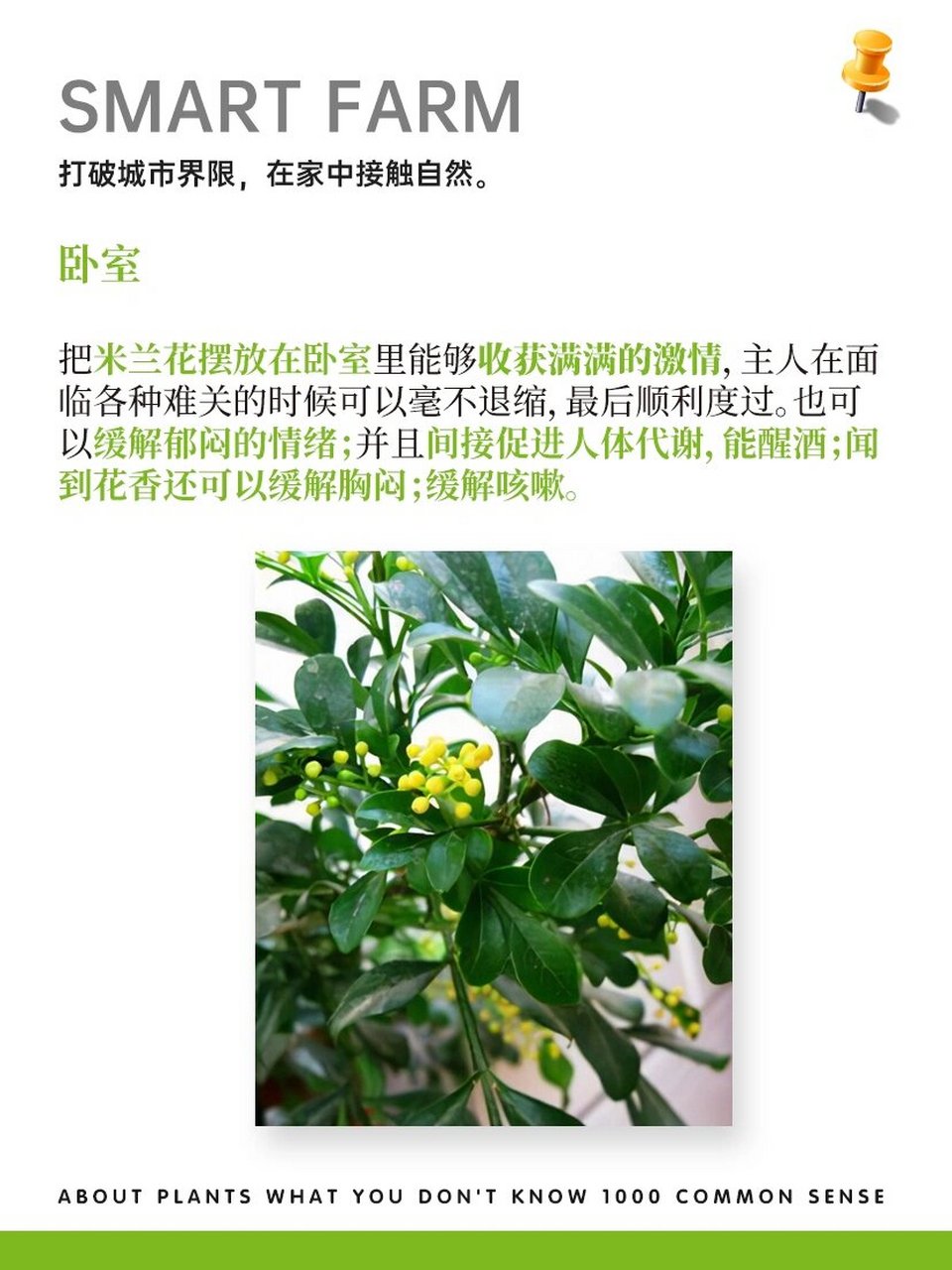 兰花寓意代表什么意思图片