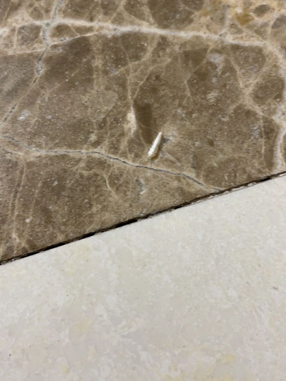 地板白色小虫子 家里卧室和厕所是不是会出现这种白色小虫 乍一看以为