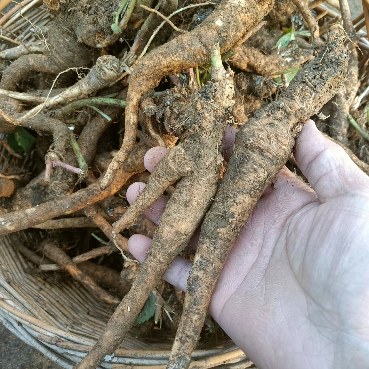 纯天然野生沙参,大山里采挖.