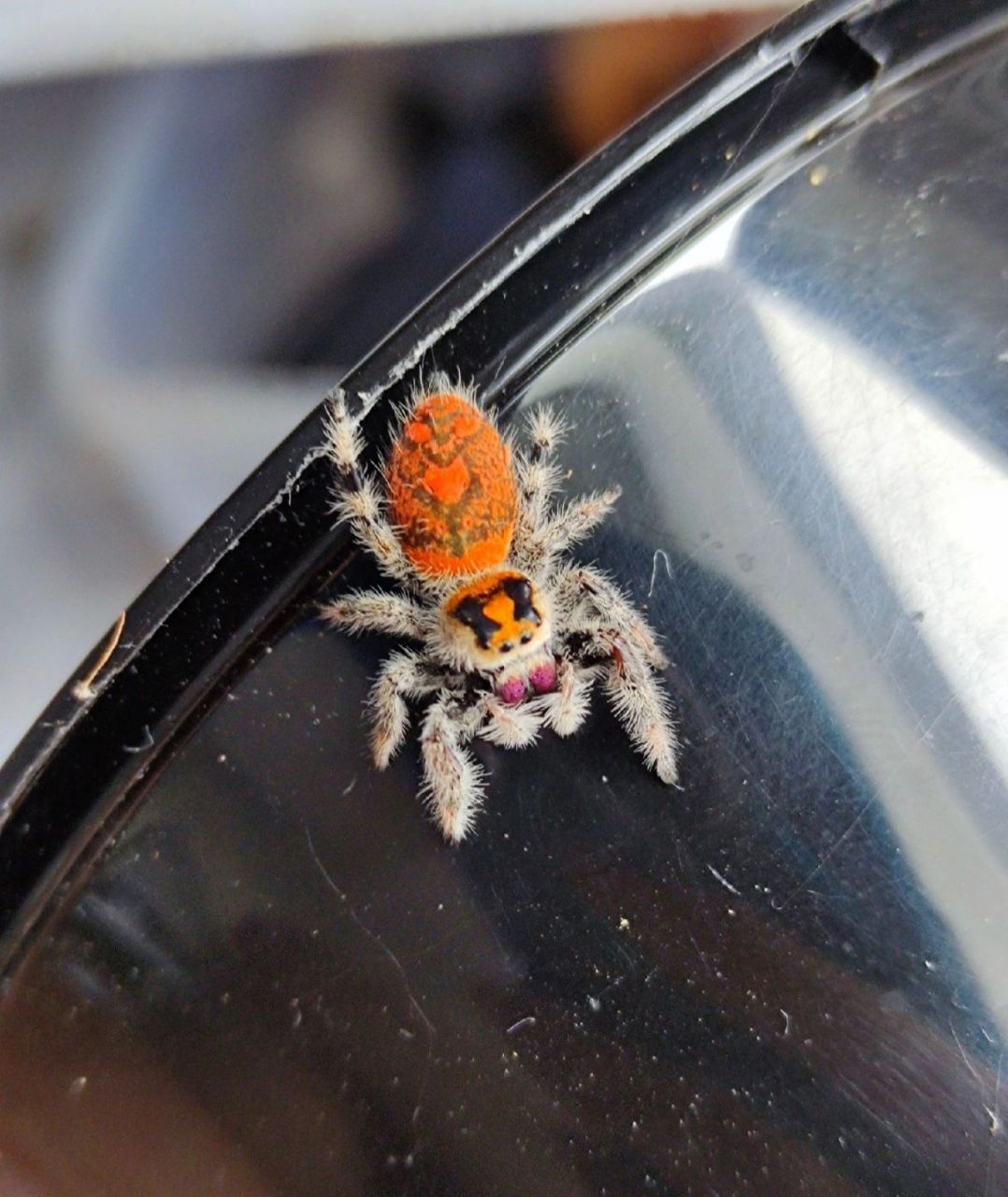 跳蛛吃什么呢02,带着问题找答案.