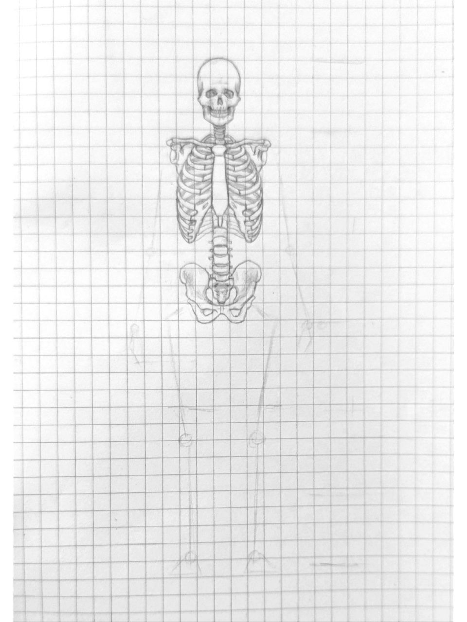 人体骨骼|全身骨骼 正面|骷髅7 放了一段时间没画,好多小的关节都记不