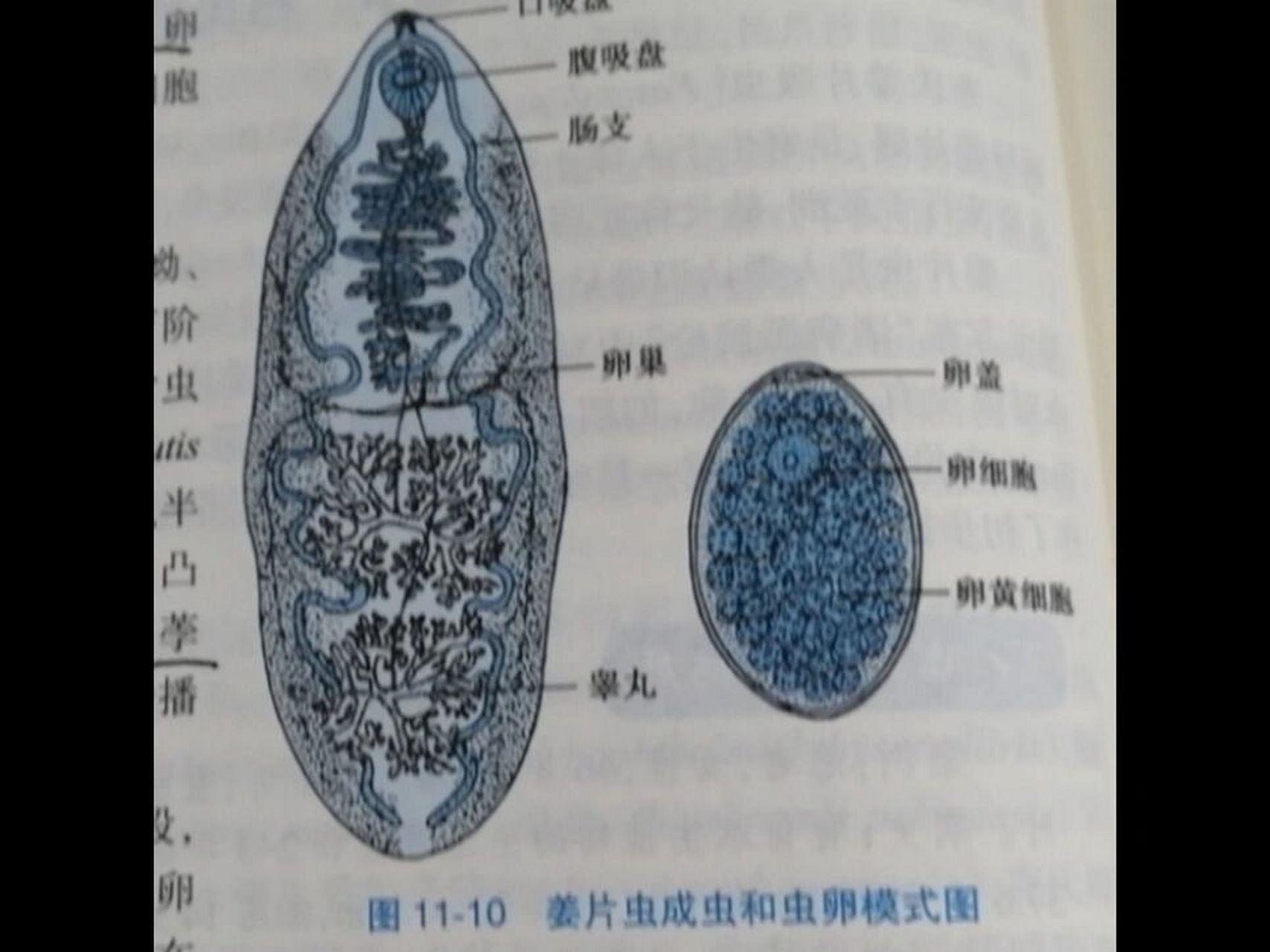 寄生蟲繪畫-塗色用的圓珠筆,沒有用鉛筆 今日份寄生蟲 希望各位要