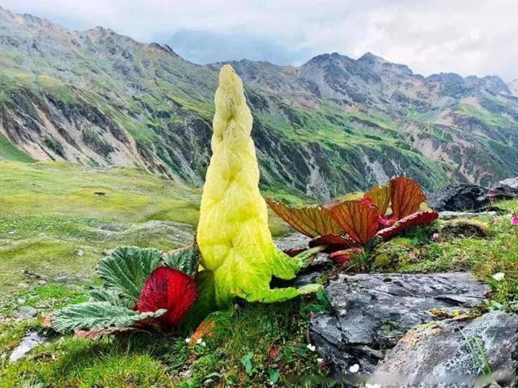 高山流石滩植物图片