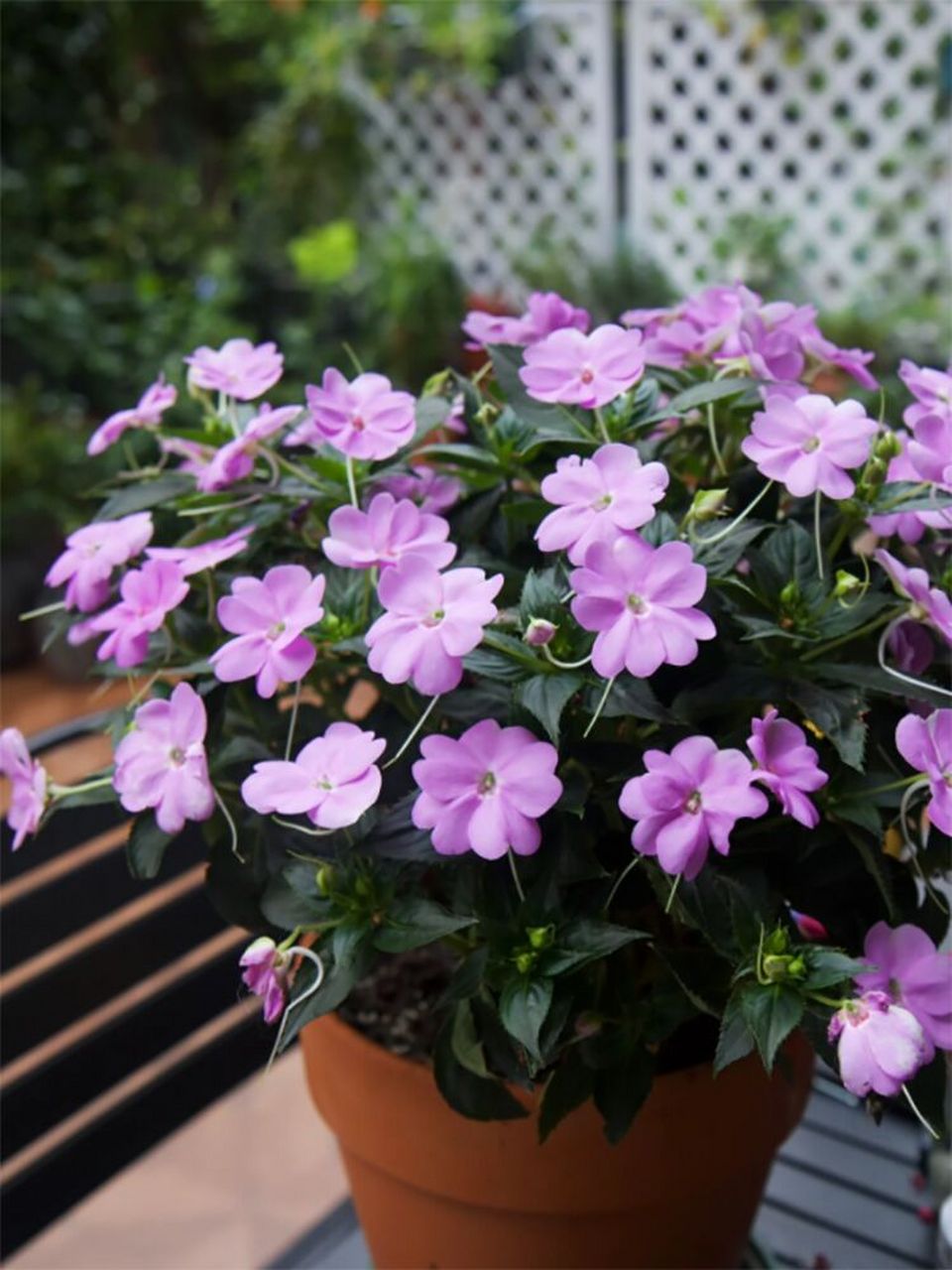 好看又爱开花的植物超级风仙 超级凤仙花的开花能力要比普通的凤仙花