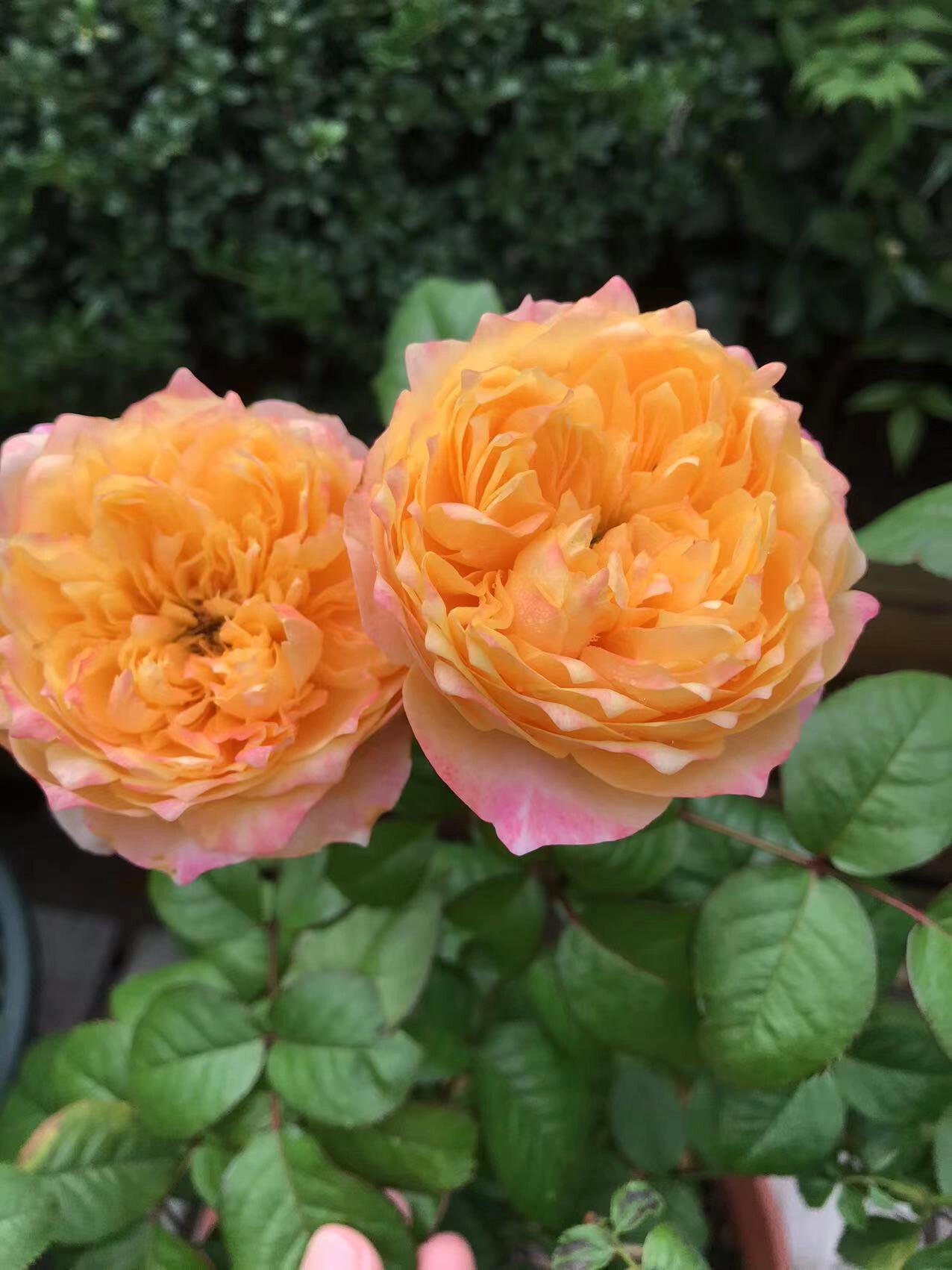 最爱月季系列88 金色珊瑚心 金色珊瑚心 荷兰月季,花朵8厘米左右,如同