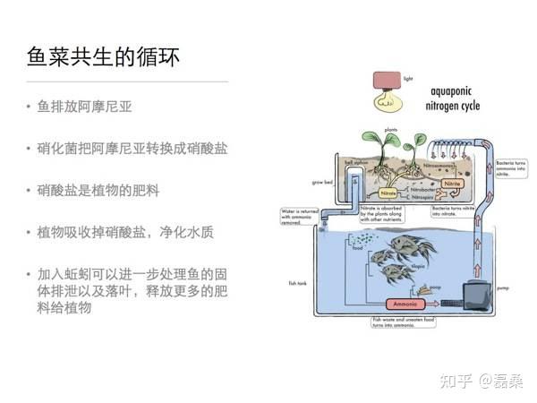 鱼菜共生海报图片