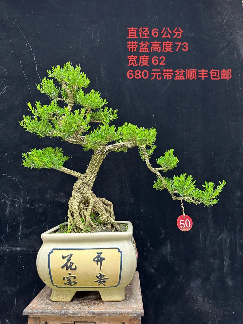 广东雀舌皱皮黄杨盆景