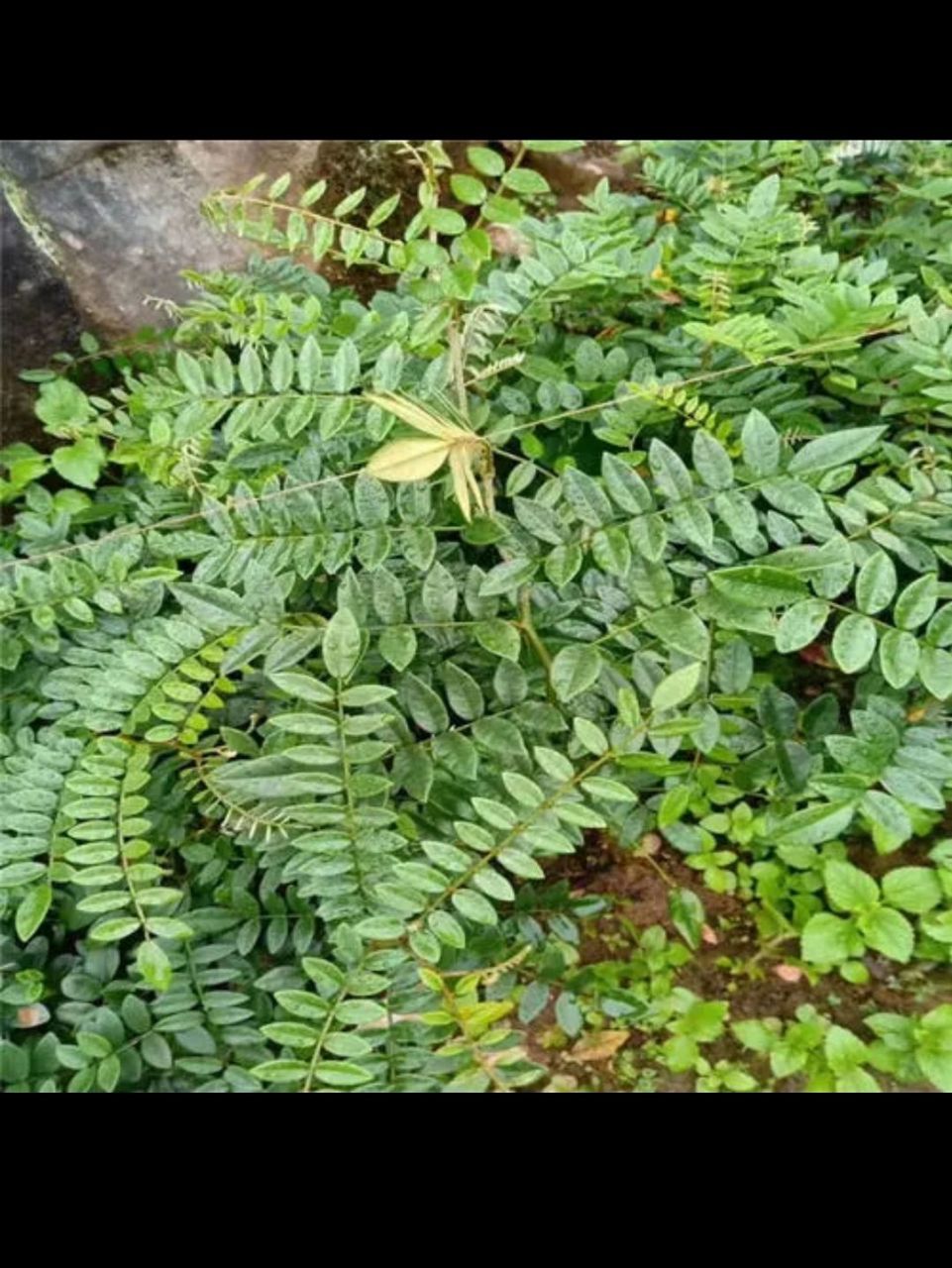 功效主治特点: 1.清热解毒    主治湿热黄疸,肺热咳嗽,痈肿疮毒.