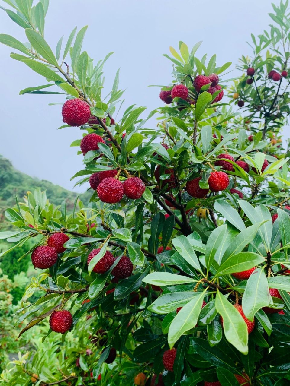 温州茶山杨梅采摘 有要采摘的朋友可以联系哦    联系77v看评论地点