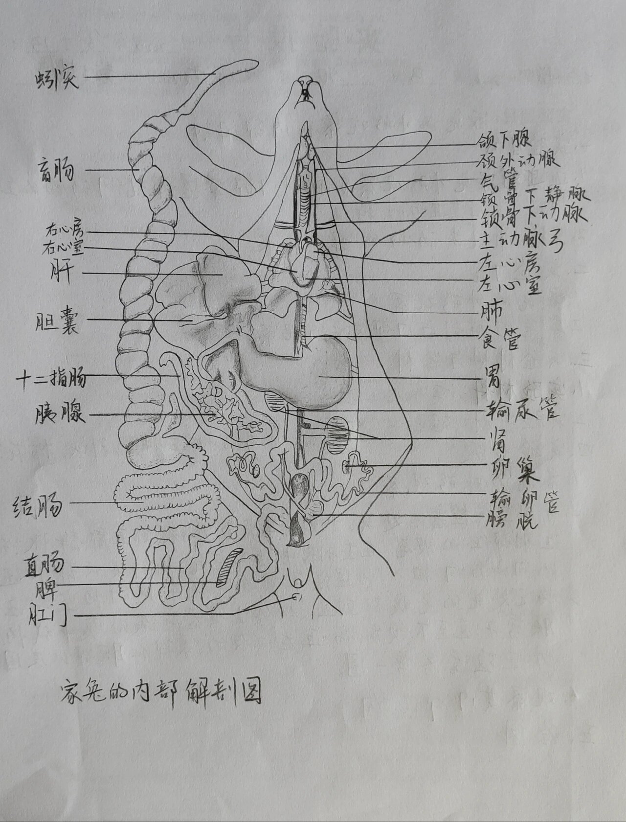 家兔解剖结构图图片