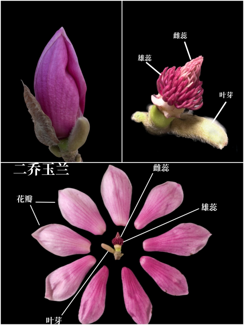 认识植物|花|如何辨别二乔玉兰和紫玉兰 二乔玉兰 拉丁名:yulania