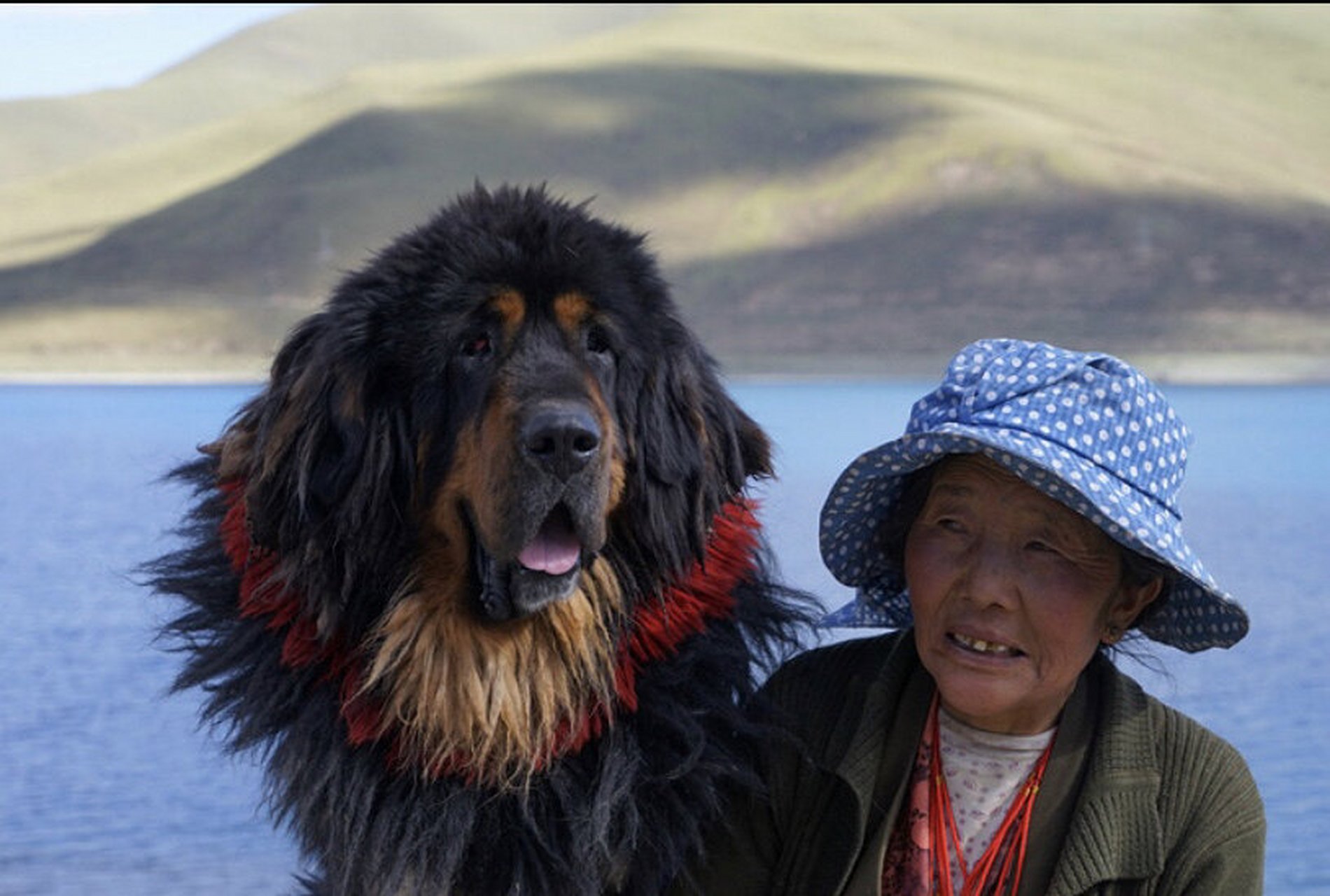 藏獒 藏獒,又名西藏獒犬,属獒犬类,是一种体型较大性格凶猛的犬.