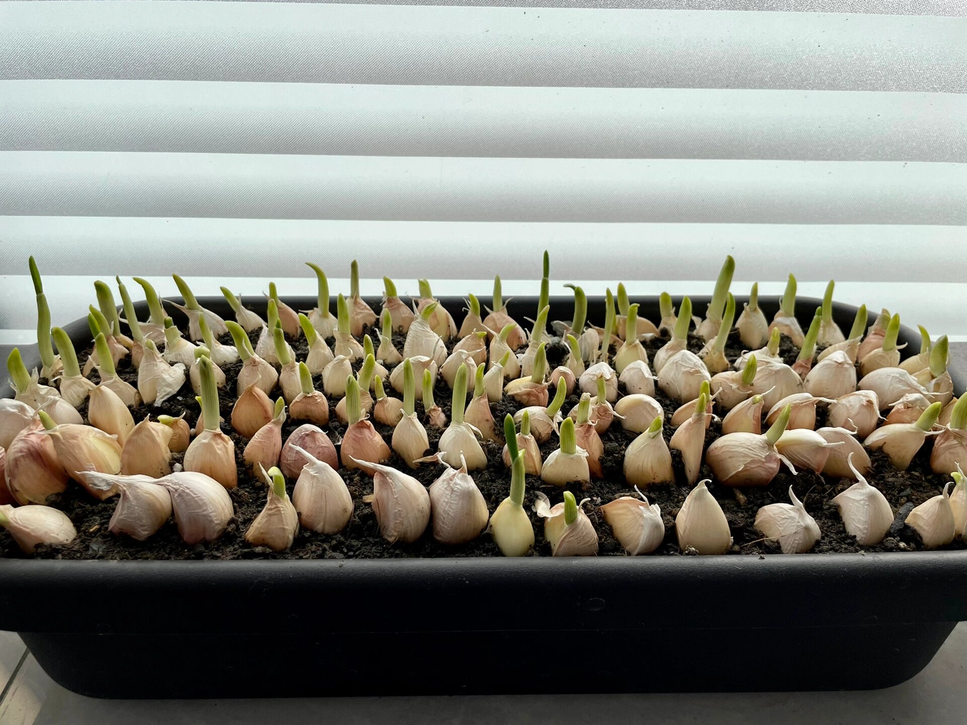 关于种大蒜收蒜苗(土培) 它的生长速度远超我的想象!