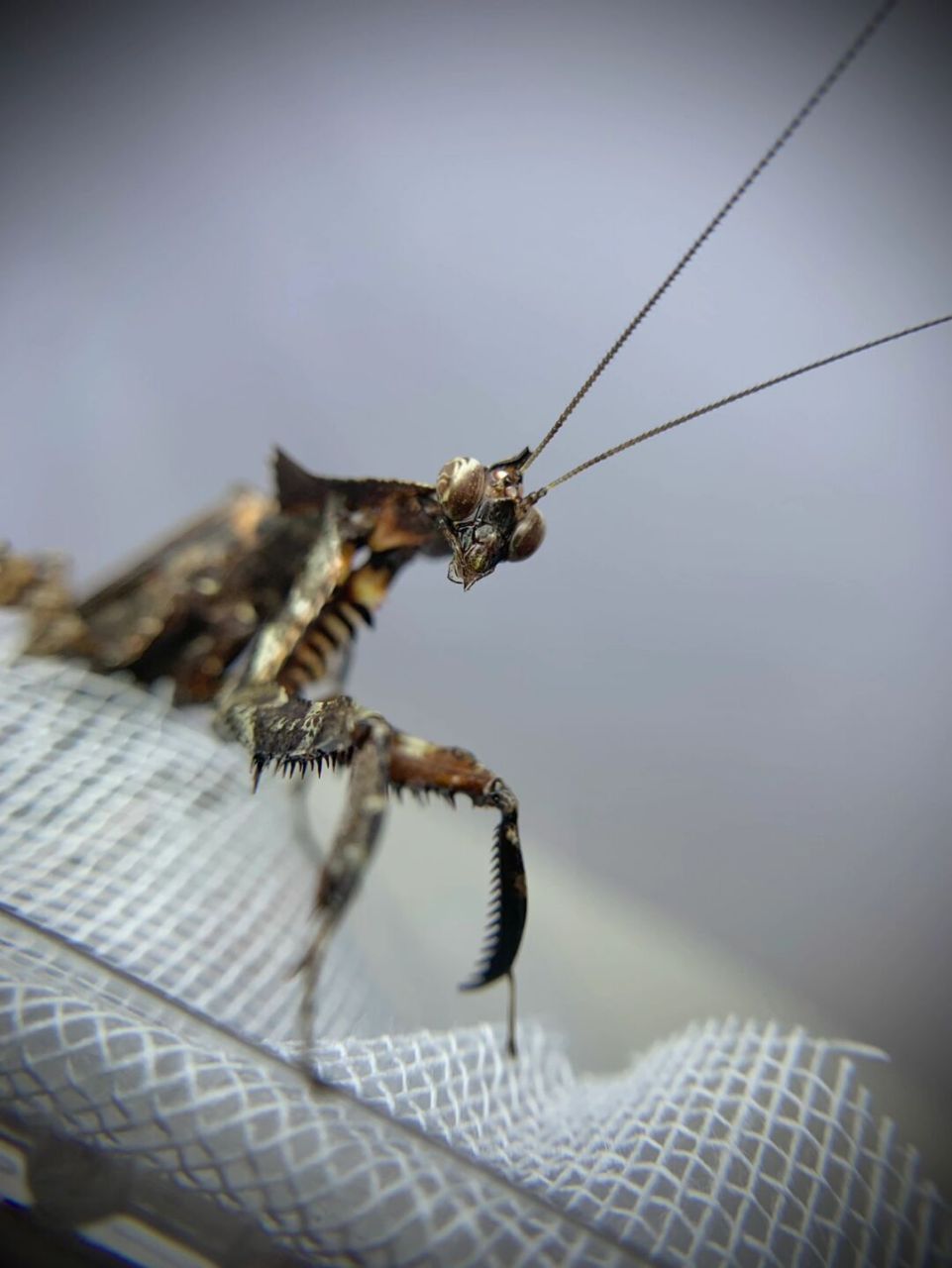 中南拟睫螳雄性成虫～ 来自云南西双版纳～#螳螂