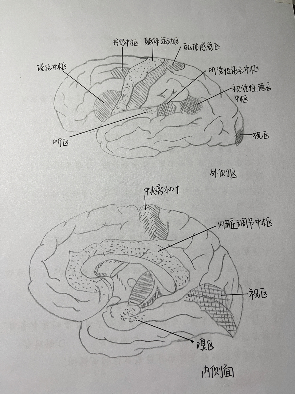 大脑皮质主要中枢