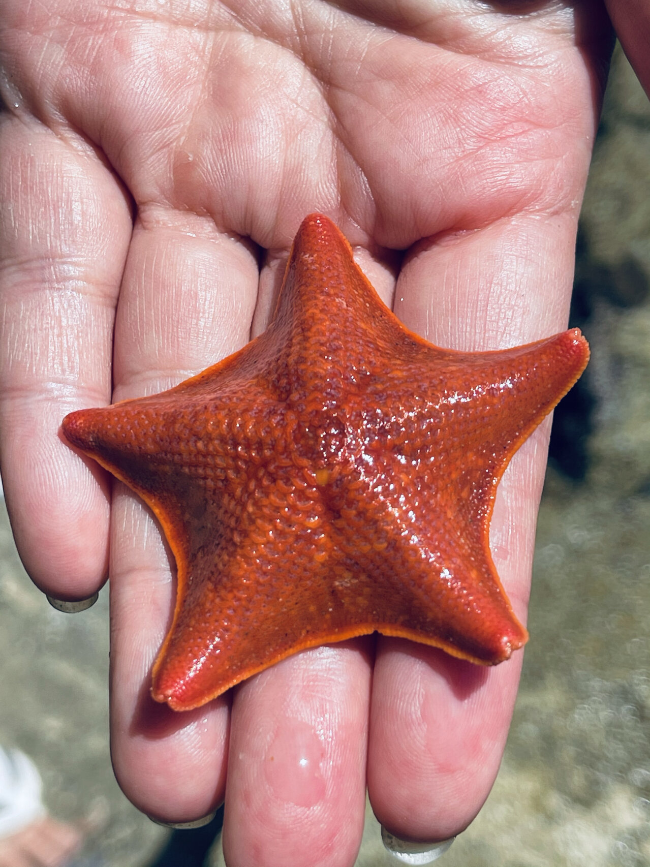 海星 海边发现的橙色小海星,小小的超可爱,也不知道是谁家的熊孩子跑