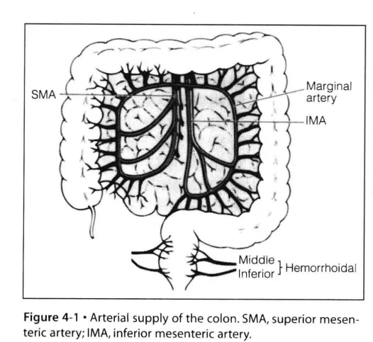 结肠解剖生理 the colon begins at the ileocecal valve and extends