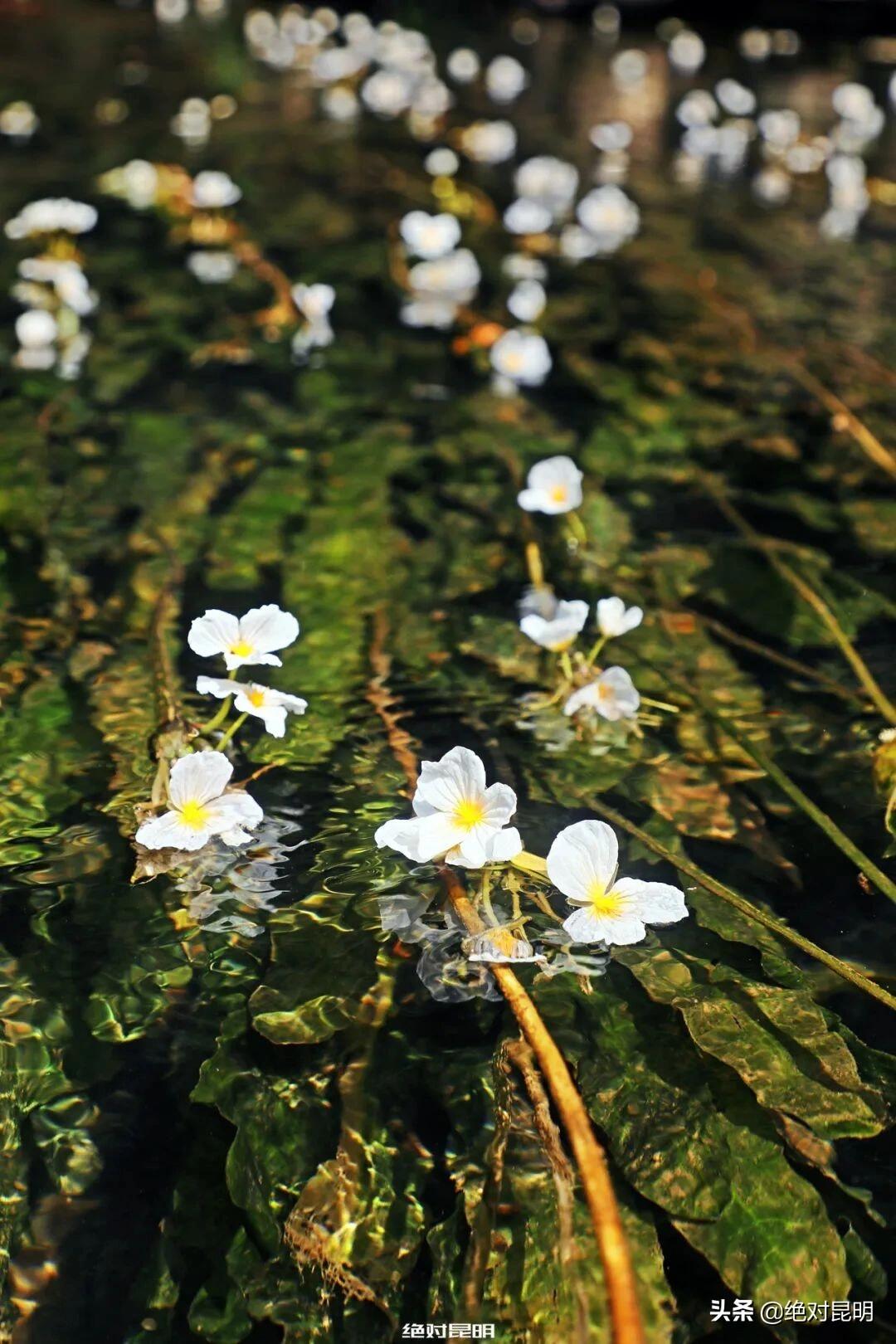 海菜花(拉丁学名:ottelia acuminata (gagnep) dan