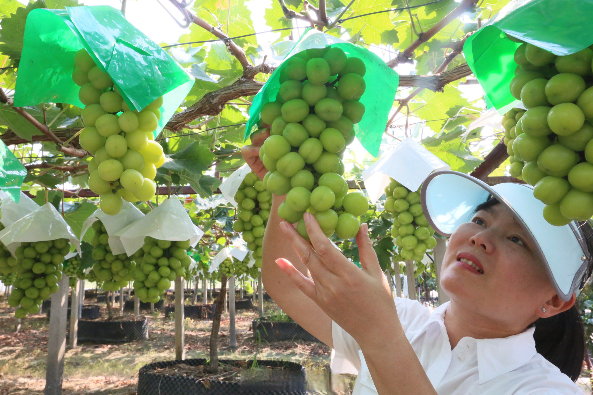 7月15日,位于浙江省余姚市临山镇邵家丘村的江南葡萄农庄里,果农们冒