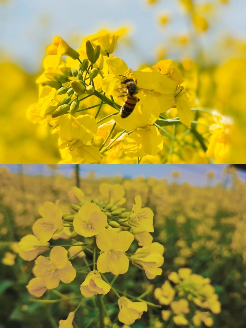 春游踏青赏花97潼南油菜花9898 重庆的三月,必定是属于油菜花的