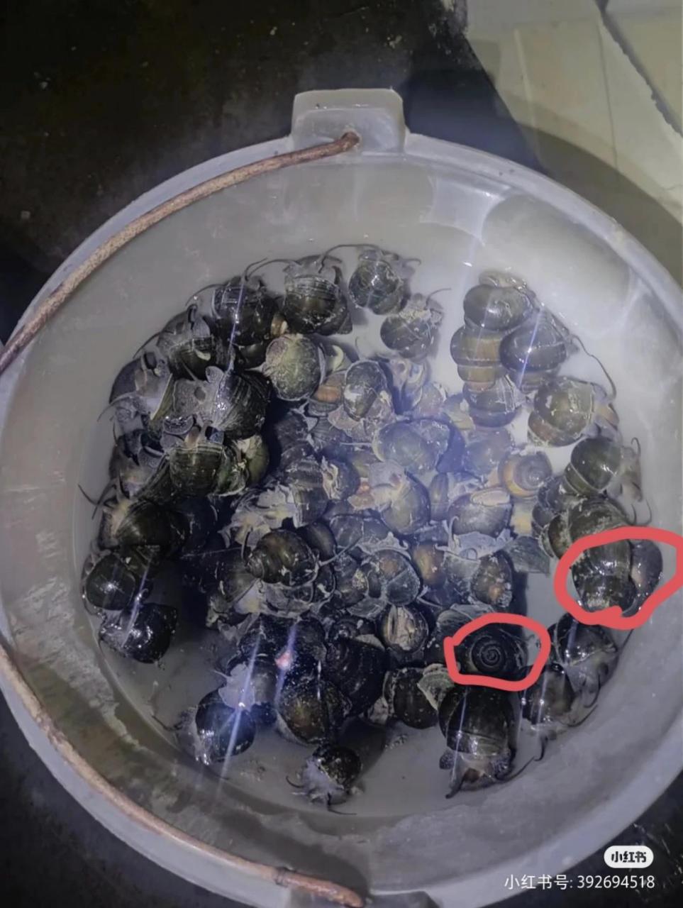 福寿螺的椎尾比较平整,短促.