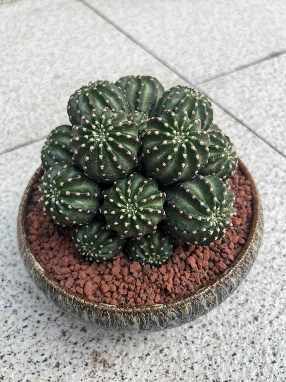 91群生粉昭和仙人球 2023.06.29 上盆