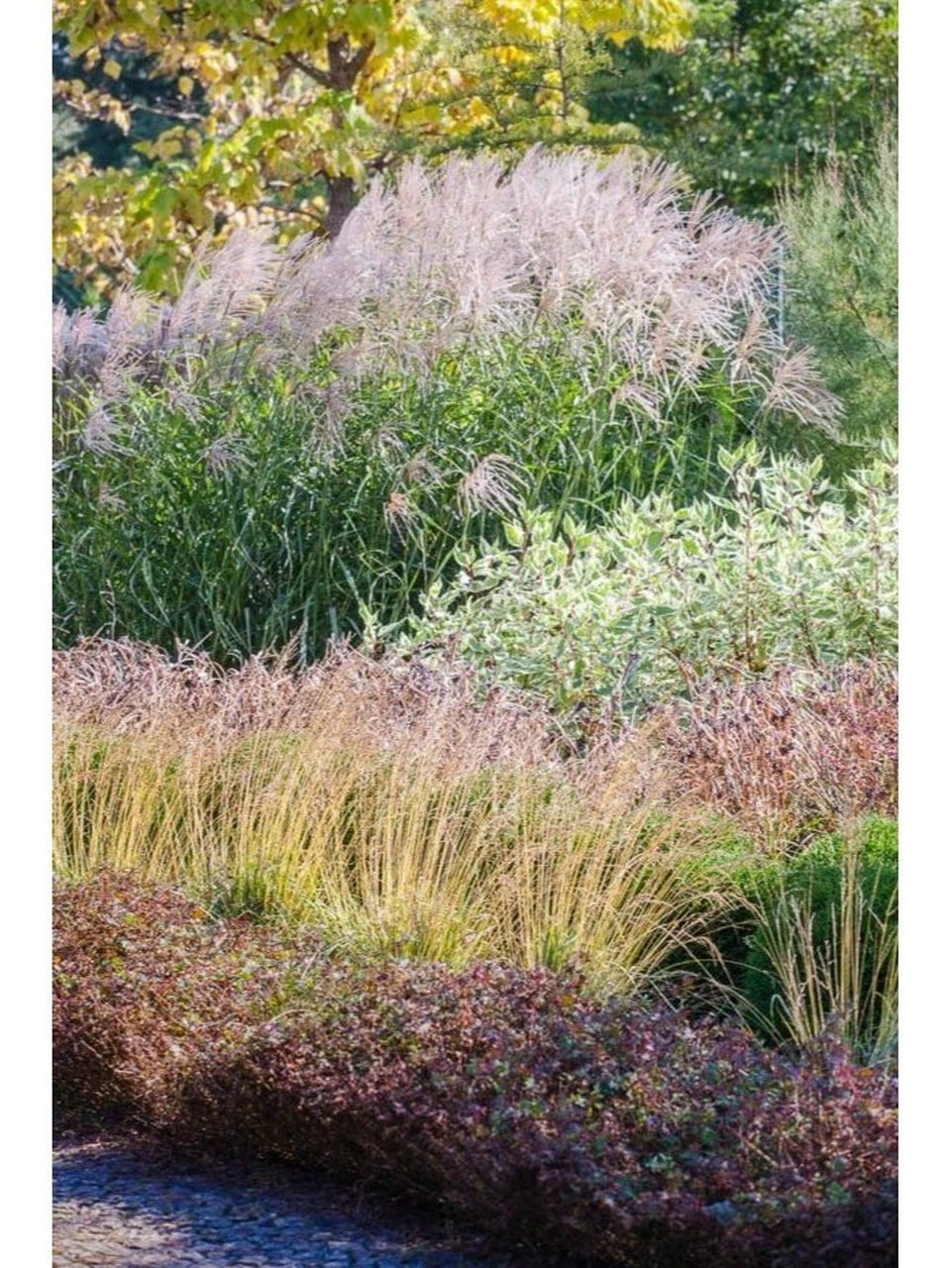 识草|矢羽芒 9797草本植物-多年生草本花卉,02观叶类 观穗,1.