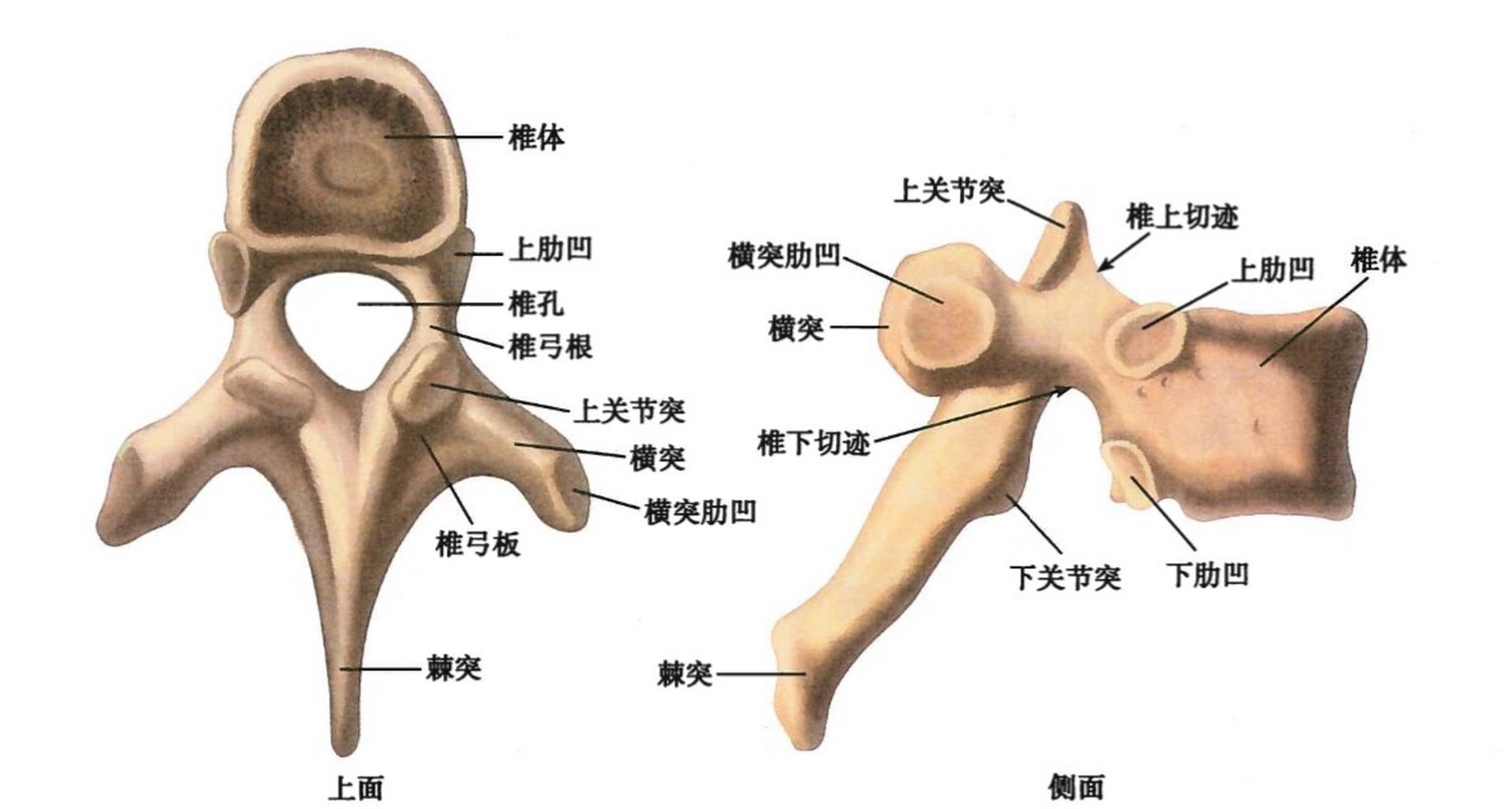 胸椎的结构图图片