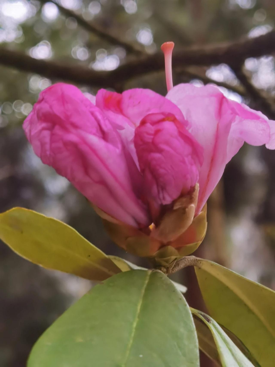 春日生活打卡季峨眉山的高山杜鹃正在开放中,花色和花型都非常漂亮.