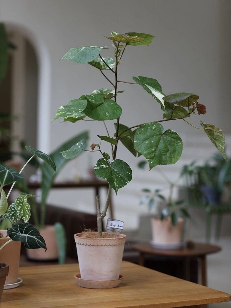 新晋网红绿植花叶黄槿室内盆栽真的好高级 第一眼就被这爱心形状的花