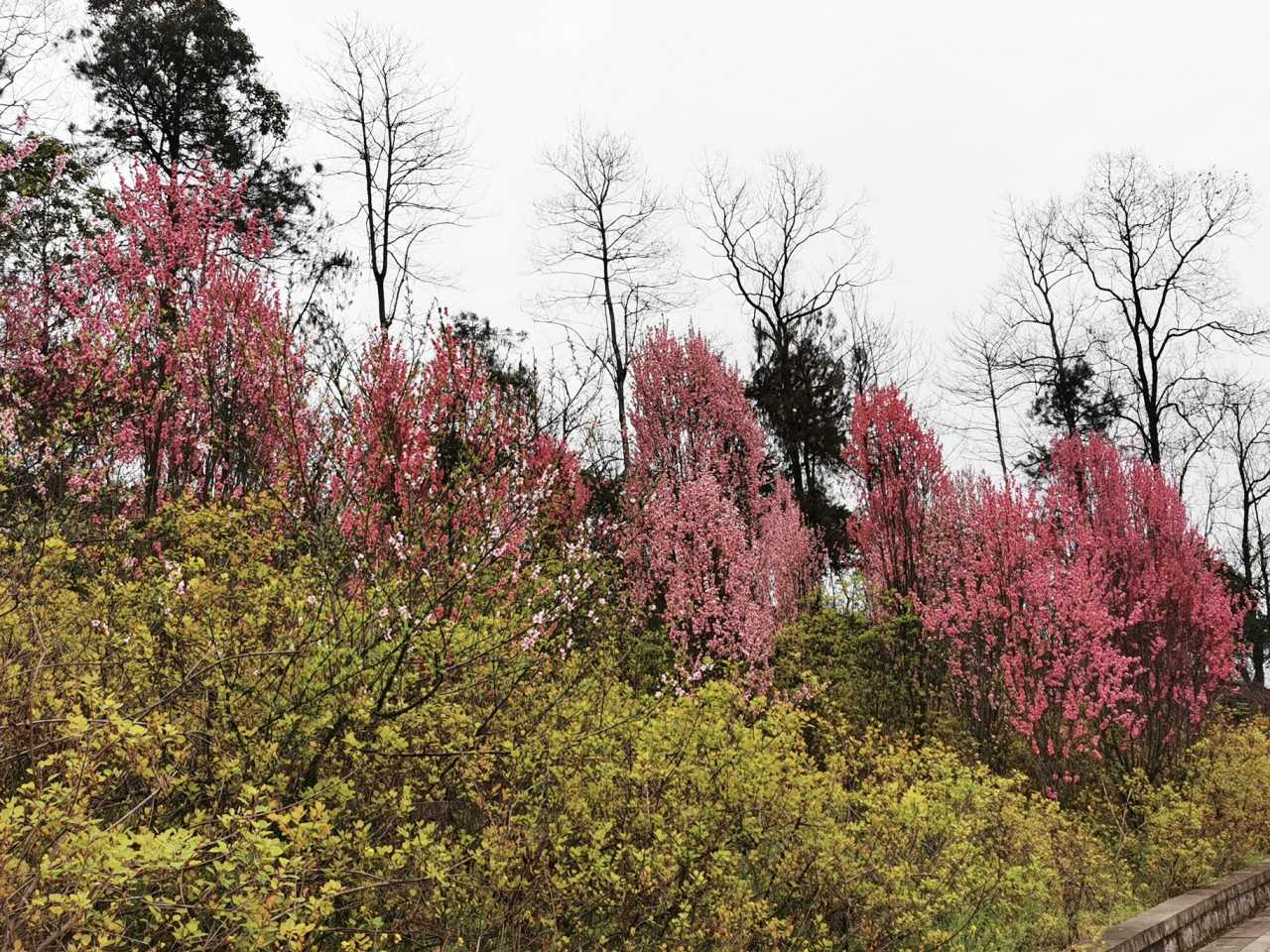 忽逢桃花林春游重庆涪陵插旗山公园